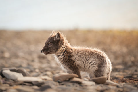Ticket | Die Arktis – Ein Bildervortrag mit 3-Gänge-Menü | 6.3.26