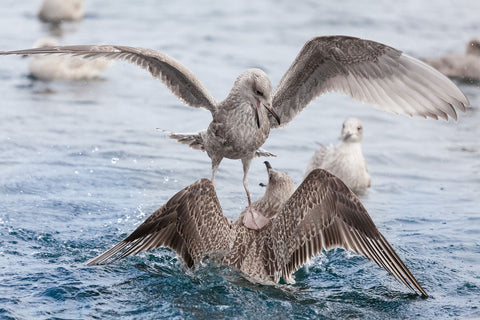 Ticket | Norwegens Fjorde  – Eine Multimedia-Präsentation | 21.11.25