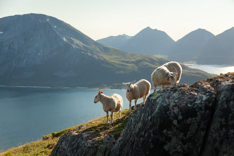Ticket | Norwegens Fjorde – Multimedia-Präsentation mit 3-Gänge-Menü | 21.3.26