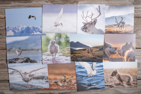 Postkarten Set mit Briefumschlägen | Nordische Tierwelt